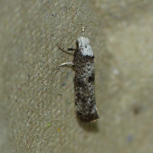 Paraswammerdamia albicapitella